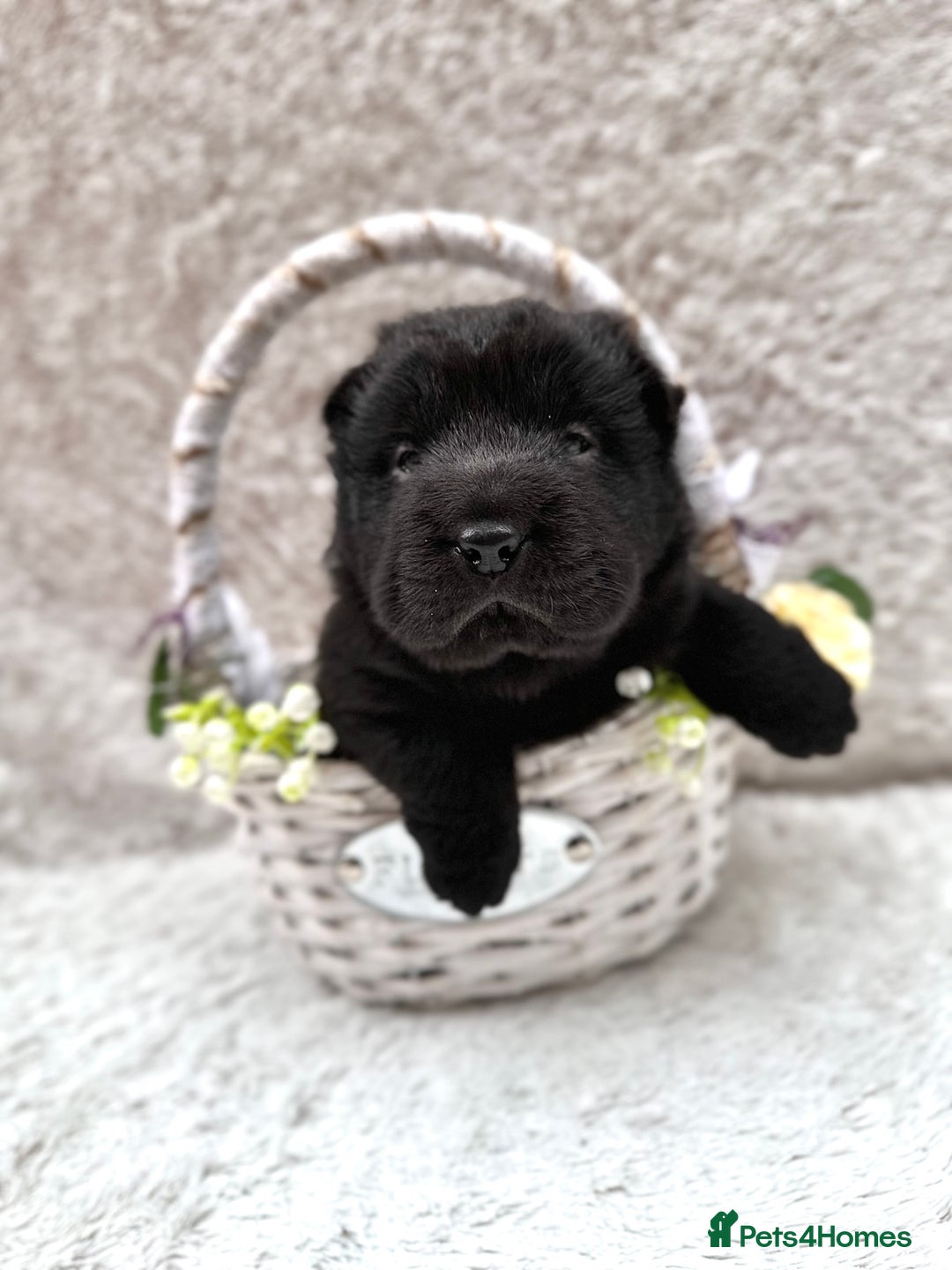 Shar Pei dogs for sale: REDUCED*READYNOW Beautiful bear/brush shar peis  - Image 9