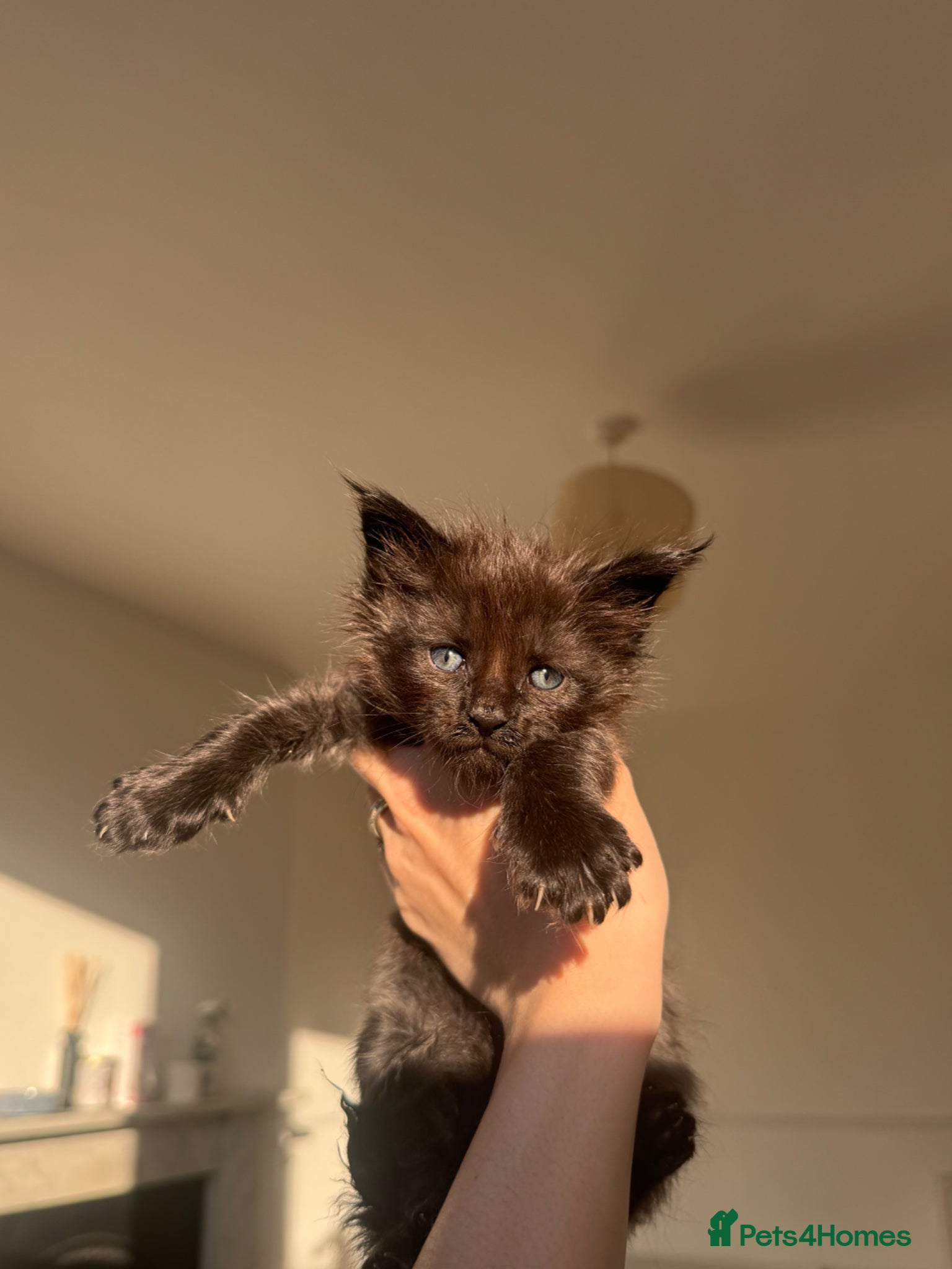 Maine Coon cats TICA Black&Blue Smoke Maine Coons - Advert 16