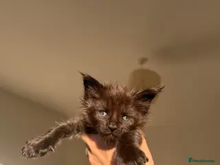 Maine Coon cats TICA Black&Blue Smoke Maine Coons - Advert 16