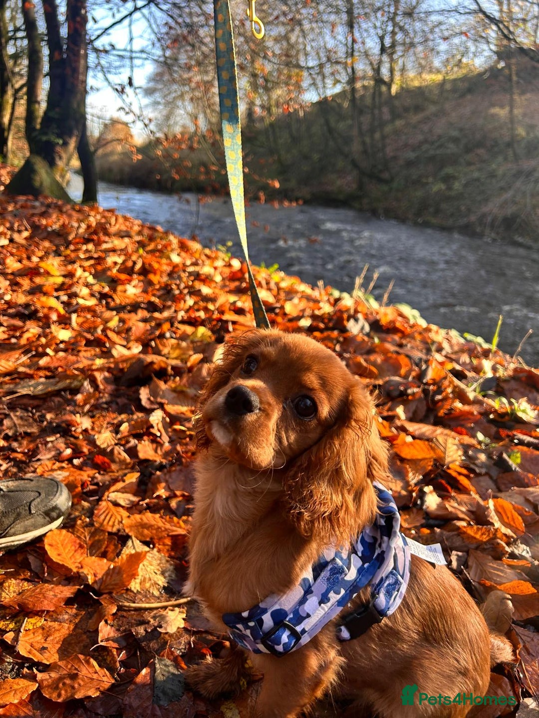 Cavalier King Charles Spaniel dogs for sale: King Charles spaniel  - Advert 5