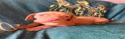 Hungarian Vizsla dogs for sale: Hungarian viszla puppies  - Advert 8