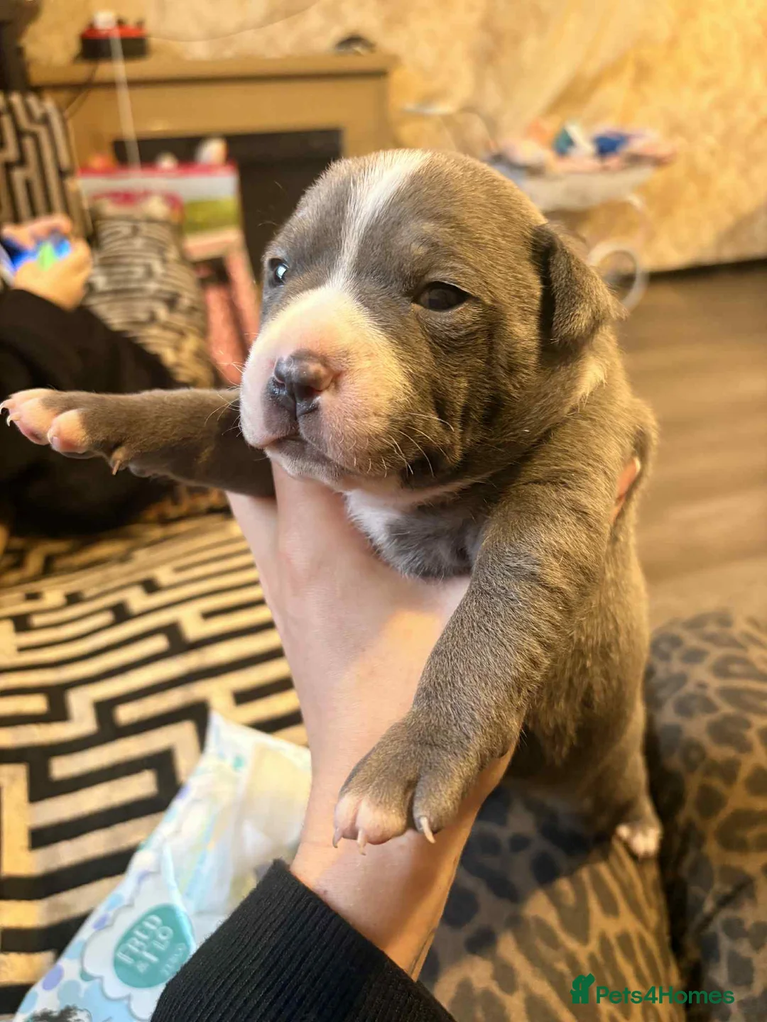 Staffordshire Bull Terrier dogs for sale: Blue staff - Advert 1