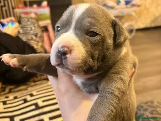 Staffordshire Bull Terrier dogs Blue staff - Advert 15