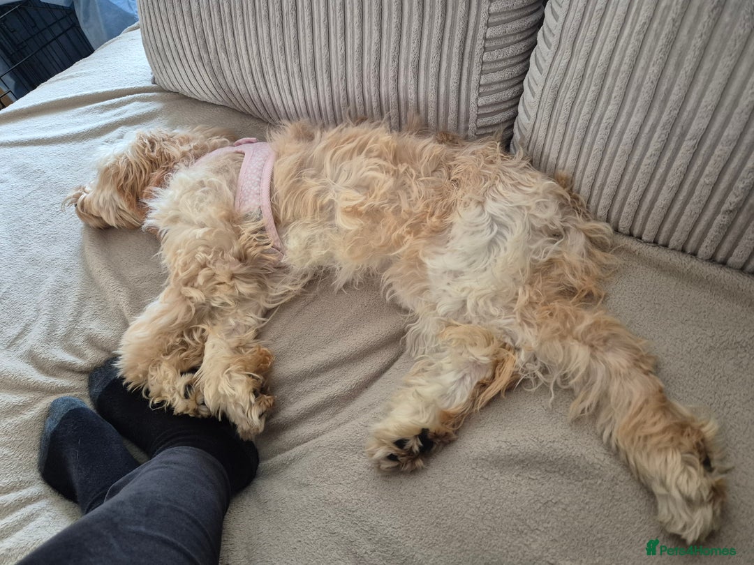 Cavapoo dogs for sale: 6 months old cavapoo girl for sale - Image 5