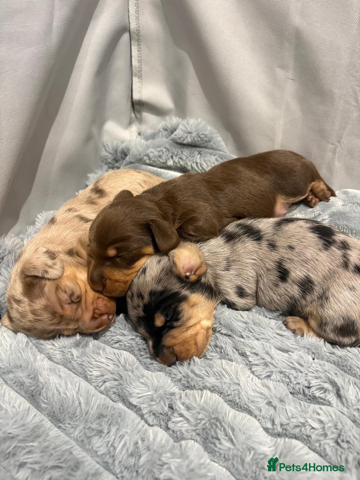 Dachshund dogs Long and smooth haired miniature Dachshund Puppies - Advert 7