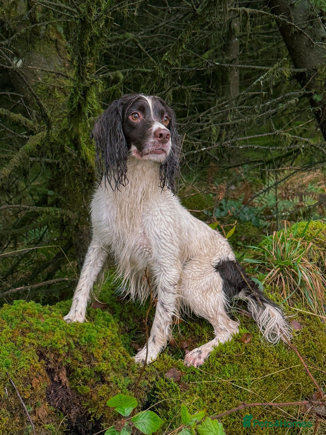 English Springer Spaniel dogs for stud: FTAW Springer Spaniel Stud in Gainsborough - Advert 2