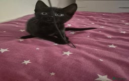 British Shorthair cats for sale: Four kitty's ready for new homes - Image 9