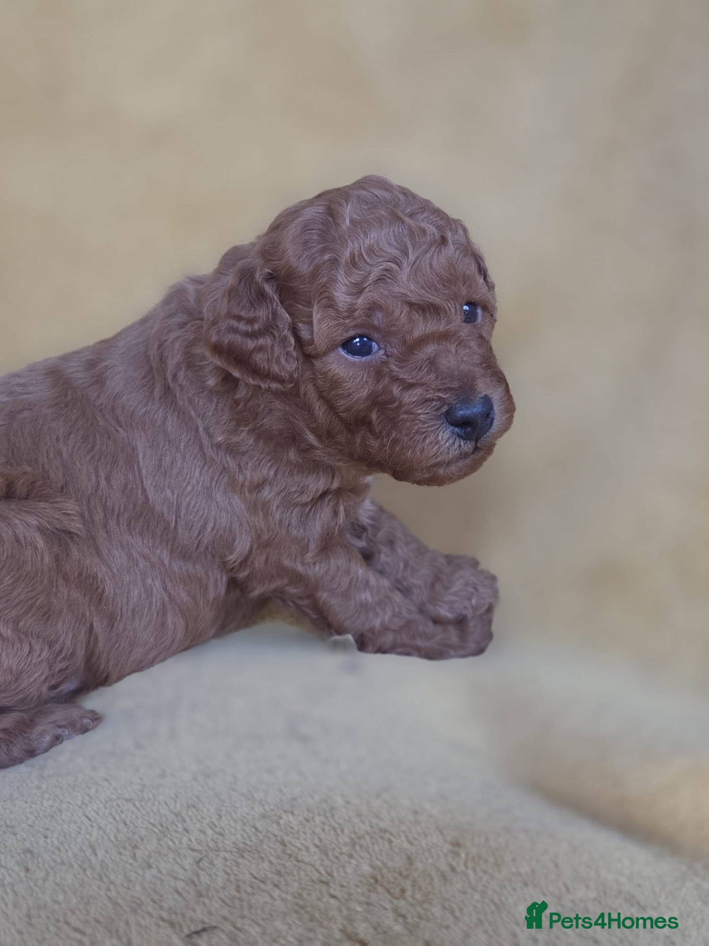 Mini Goldendoodle dogs Beautiful Minature Golden Doodles for sale - Advert 3
