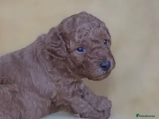 Mini Goldendoodle dogs Beautiful Minature Golden Doodles for sale - Advert 6