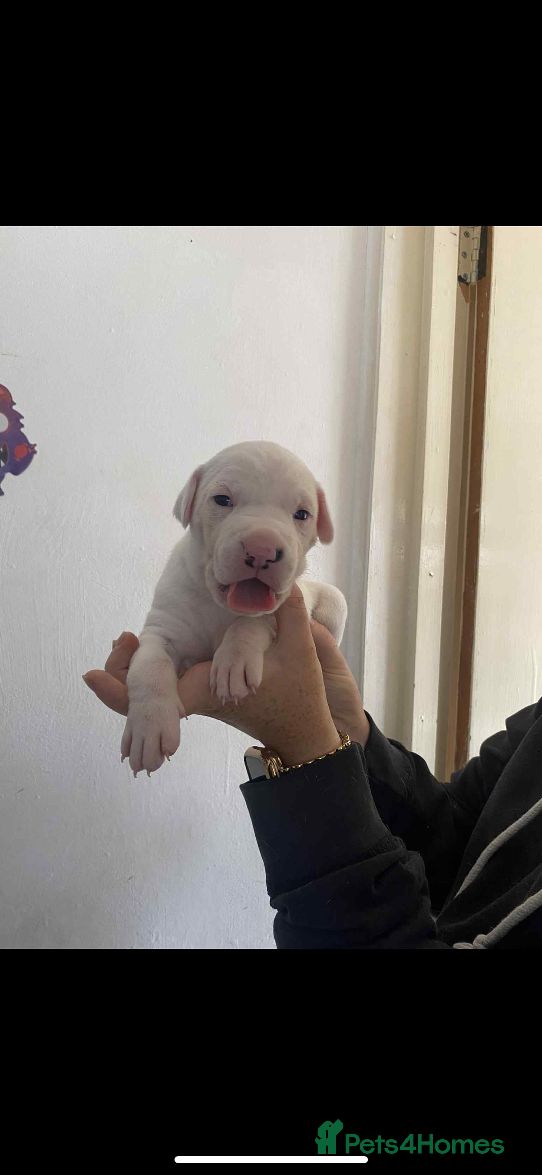 Mixed Breed dogs for sale: Staffyxdalmation st bernard - Image 11