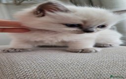 Ragdoll cats for sale: Adorable Ragdoll Kittens  - Image 23