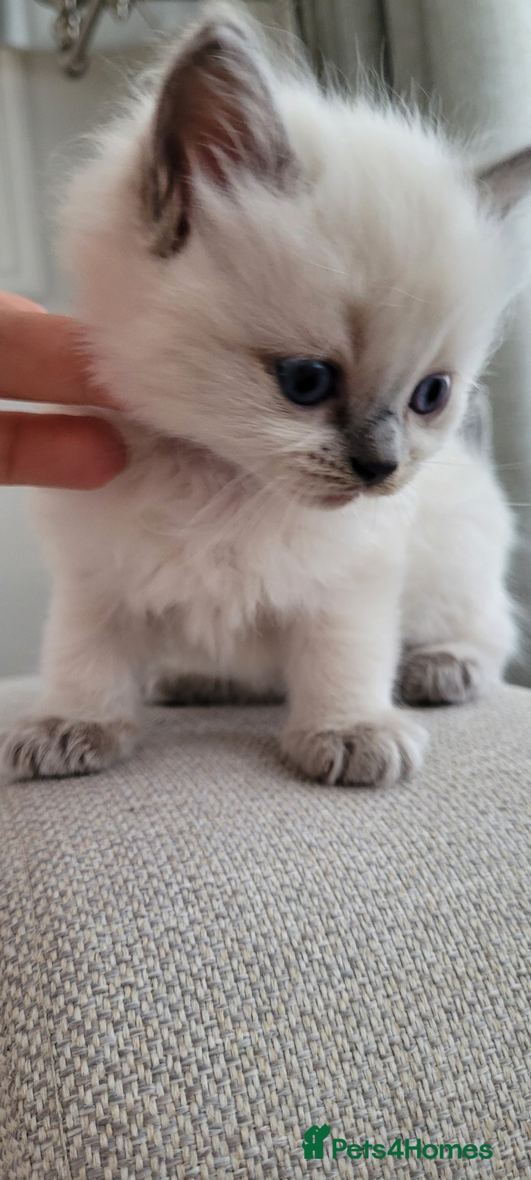Ragdoll cats for sale: Adorable Ragdoll Kittens  - Image 23