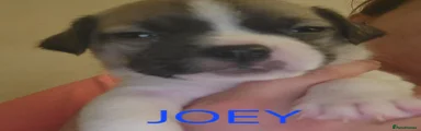 JOEY