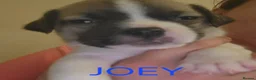 Jug dogs for sale: Gorgeous Jug Puppies  in Port Talbot - Advert 8