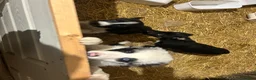 Mixed Breed dogs for sale: 8 month old pup needing a new home - Advert 2