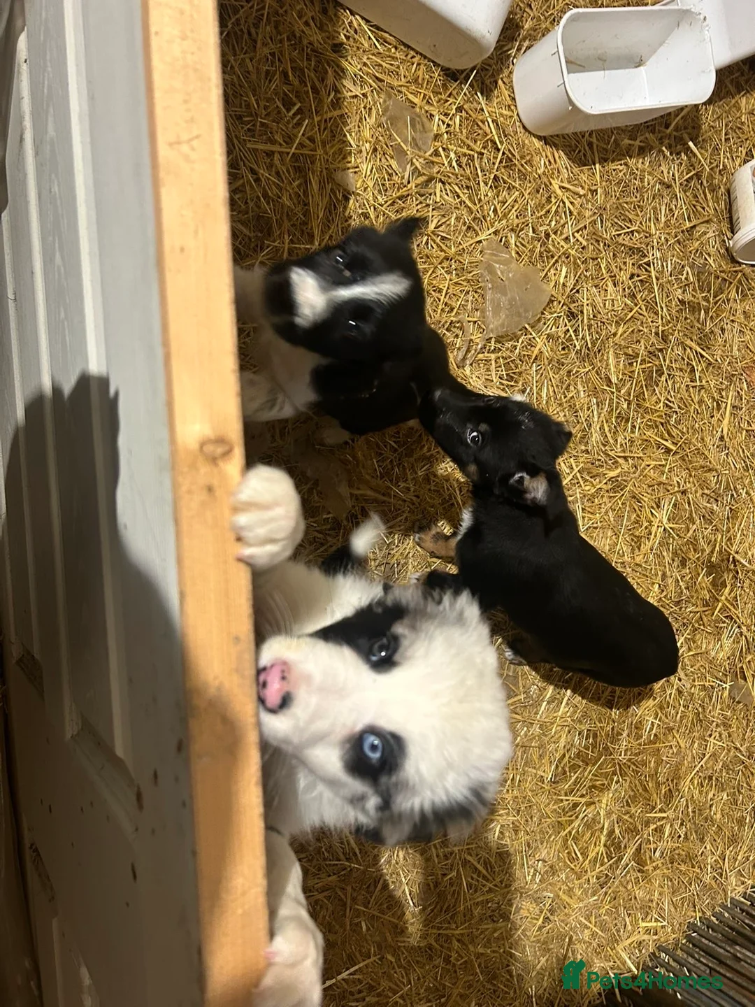 Mixed Breed dogs for sale: 8 month old pup needing a new home - Advert 2