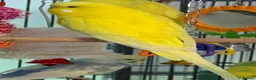 Budgerigars birds for sale: • Bonded pair — male & female young runcorn   ✅ - Advert 5