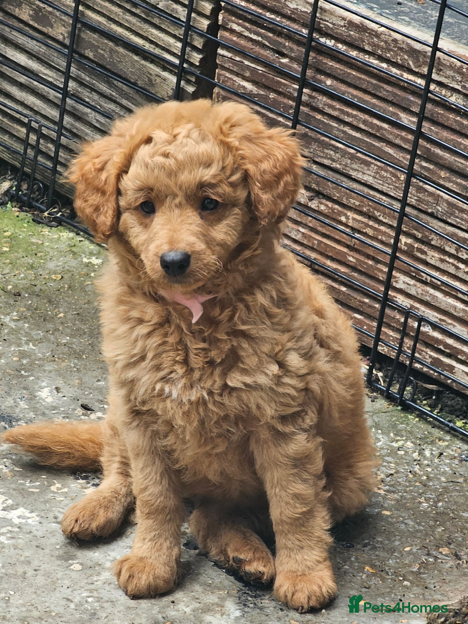 Cavapoo dogs Adorable Cavapoo Puppies Looking for Loving Homes - Advert 18