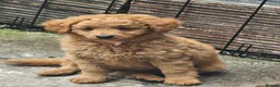 Cavapoo dogs for sale: Adorable Cavapoo Puppies Looking for Loving Homes - Advert 9
