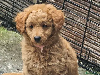 Cavapoo dogs Adorable Cavapoo Puppies Looking for Loving Homes - Advert 18