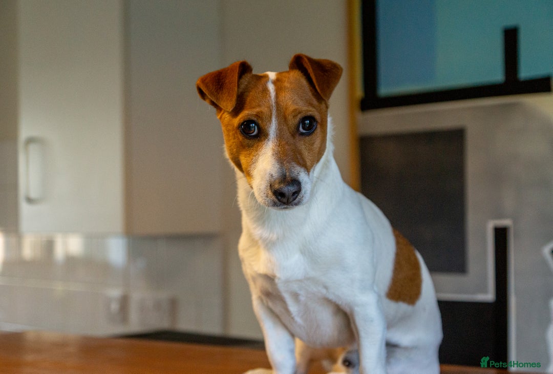 Jack Russell dogs for sale: Jack Russell puppies - Image 7