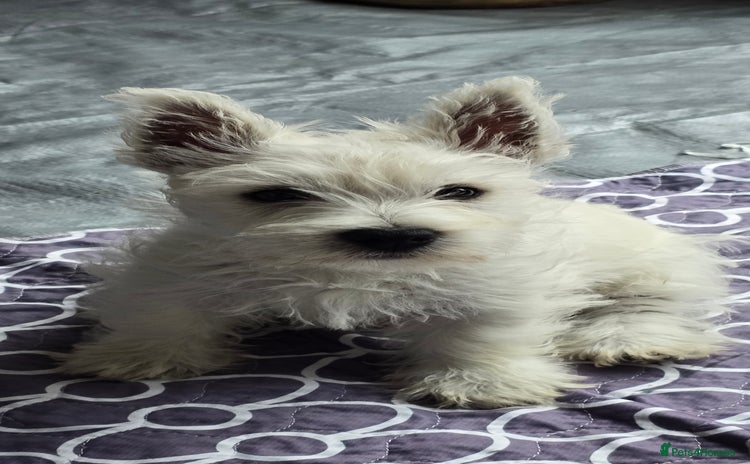 West Highland Terrier dogs - Advert 1