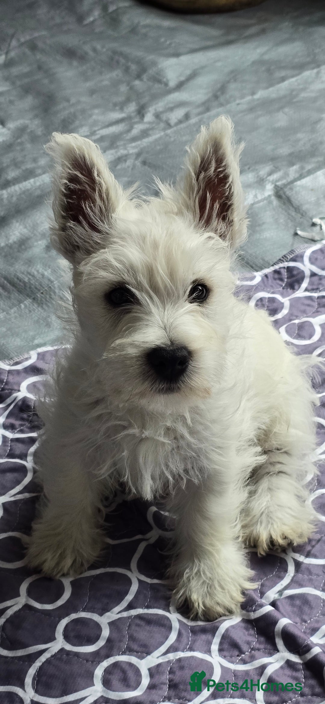 West Highland Terrier dogs for sale: West Highland Terrier  - Image 1