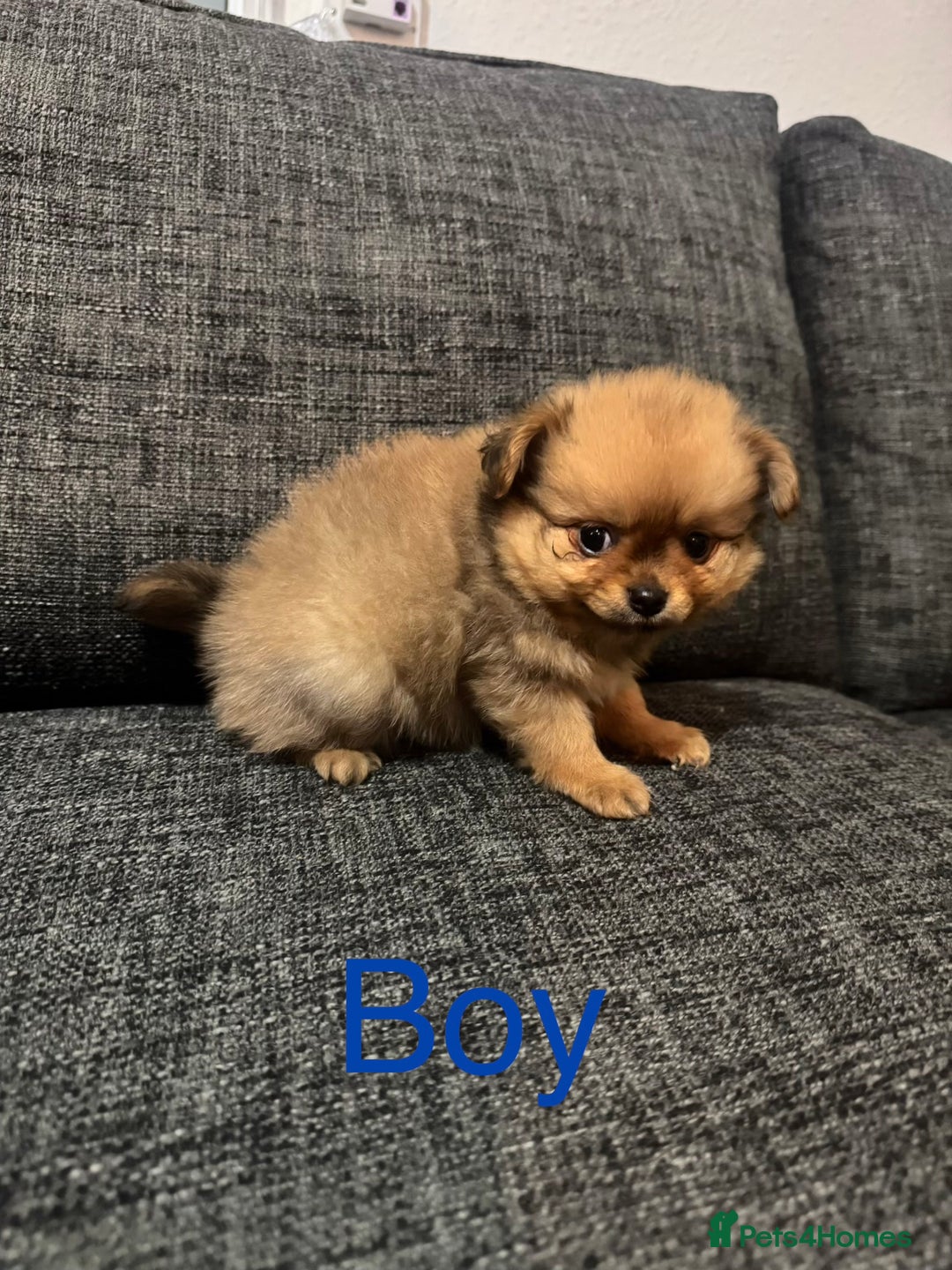 Pomchi dogs for sale: Pomeranian puppy’s  - Advert 8