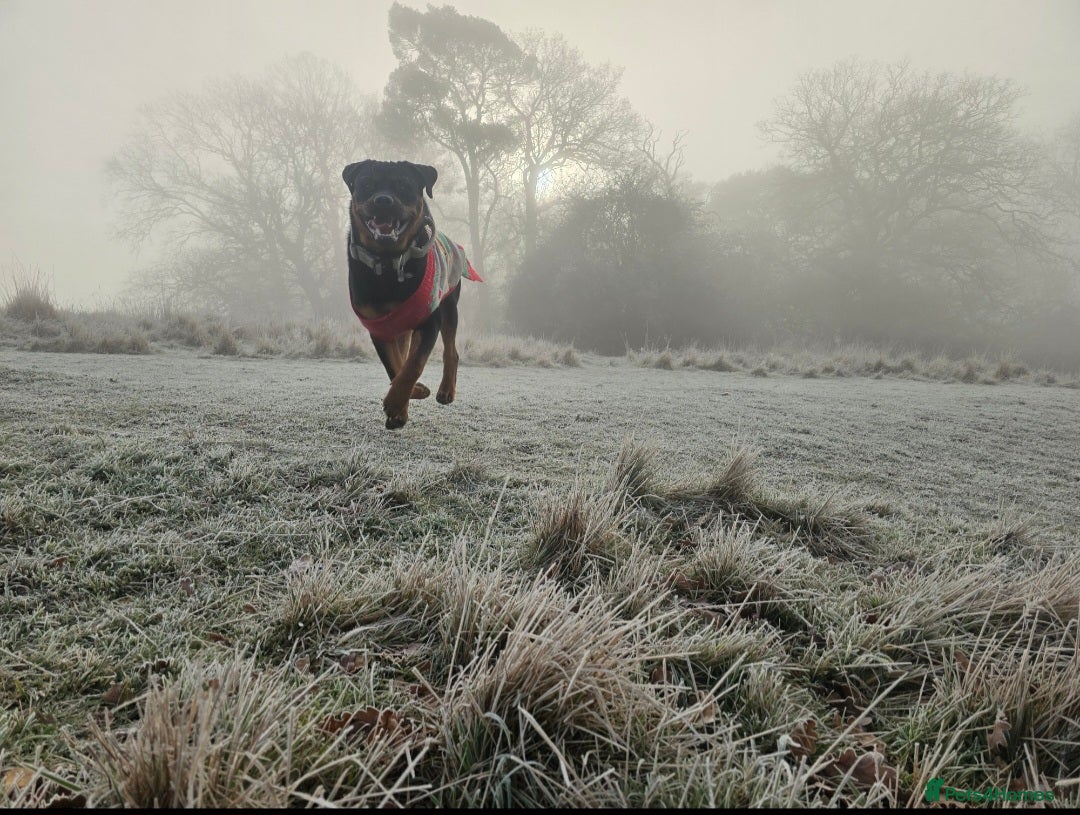 Rottweiler dogs Rottweiler for STUD  in Southam - Advert 4