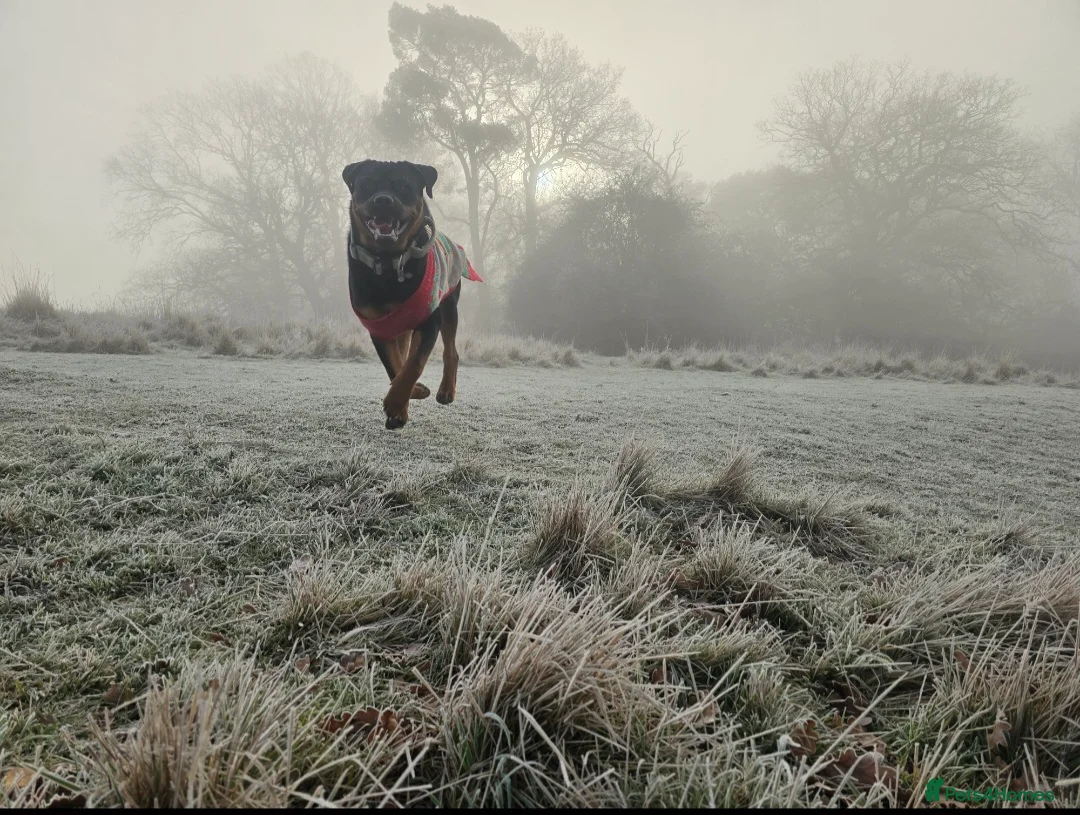 Rottweiler dogs for stud: Rottweiler for STUD  in Southam - Advert 1