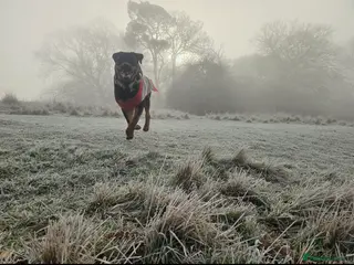 Rottweiler dogs Rottweiler for STUD in Southam - Advert 4