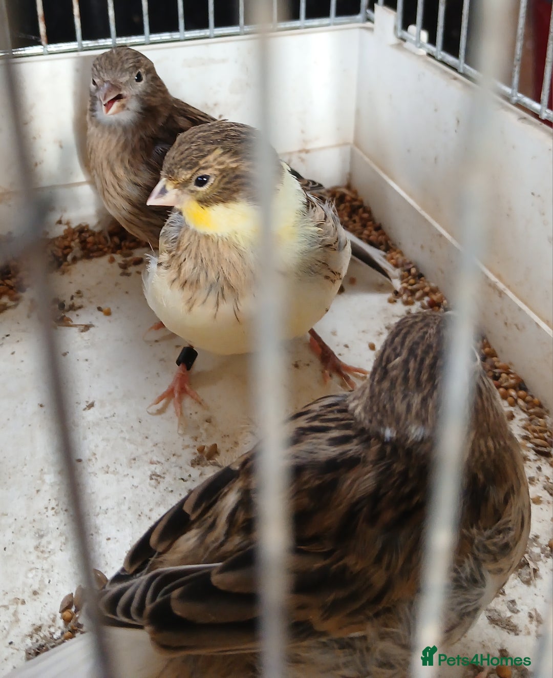 Canaries birds for sale: Canaries x5 Canaries  - Image 12