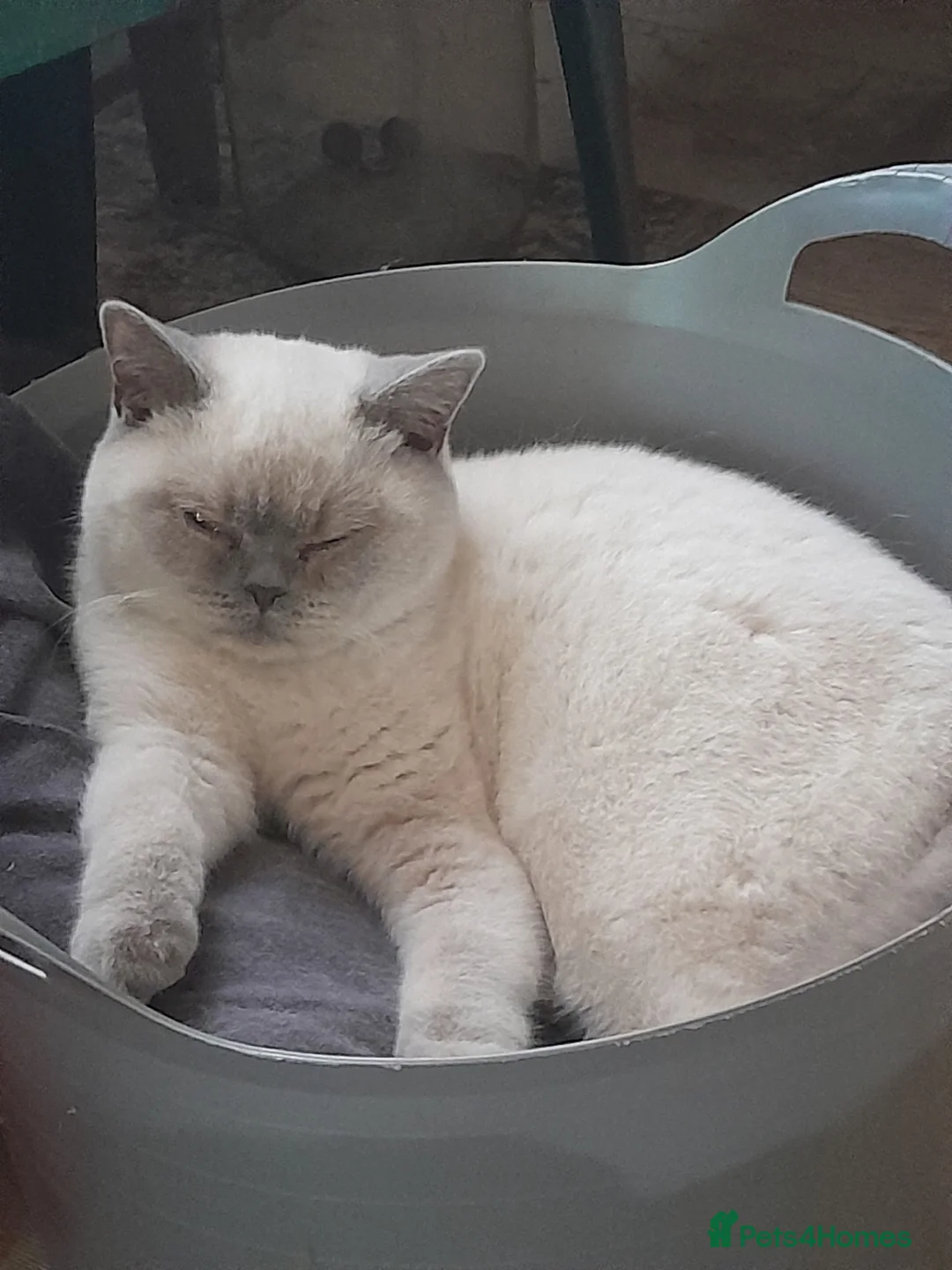 British Shorthair cats for sale: British Shorthair Lilac Colourpoint Kittens - Advert 1