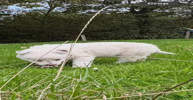 Border Collie dogs - Advert 7