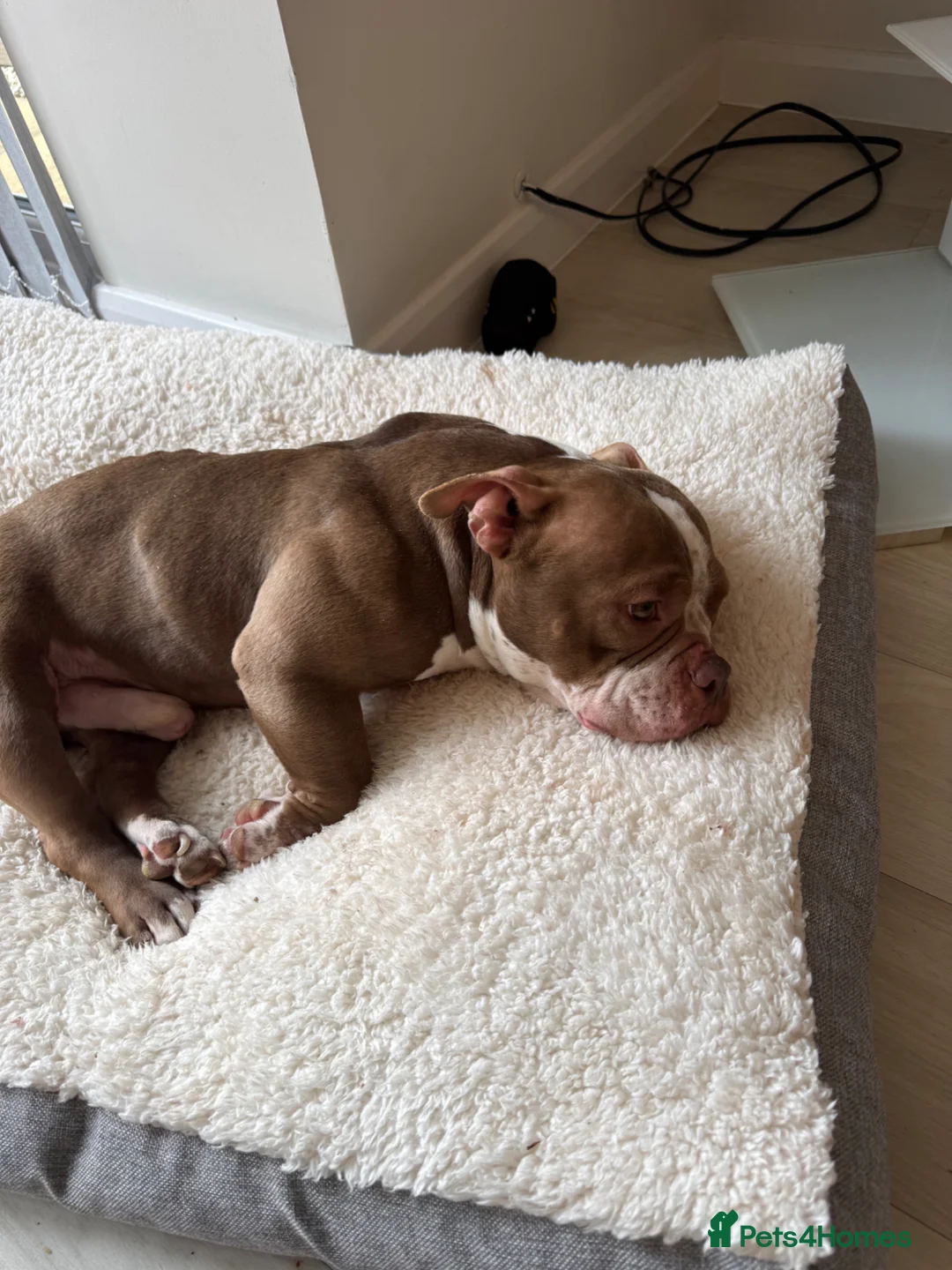 American Bully dogs for sale: Micro bully  - Advert 4