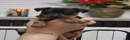 Miniature Pinscher dogs for sale: Krieger Miniature Pinschers  - Advert 6