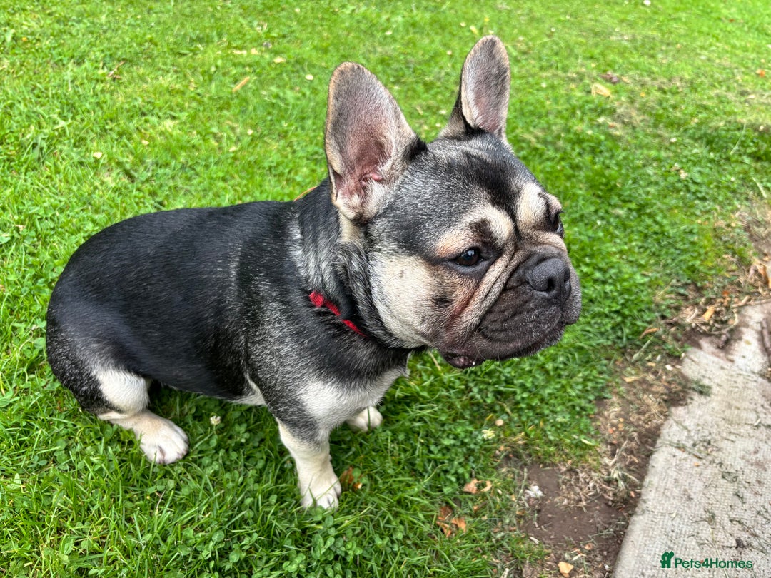 French Bulldog dogs for stud: Open for stud - Image 2