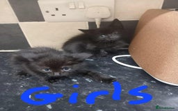 Mixed Breed cats for sale: Kittens - Image 5