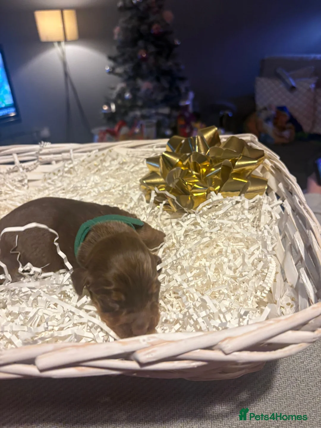 Cocker Spaniel dogs for sale: 2 stunning working cocker spaniel pups - Advert 16