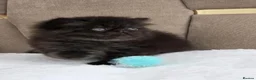 Persian cats for sale: Persian Kittens - Advert 21