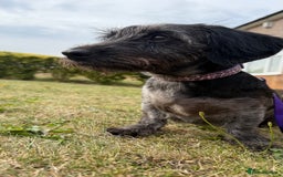 Miniature Dachshund dogs for stud: Miniature Dachshund Black Wire FOR STUD - Image 10