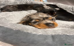 Dachshund dogs for sale: Female Merle and Female Black & Tan Dachshund  - Image 5