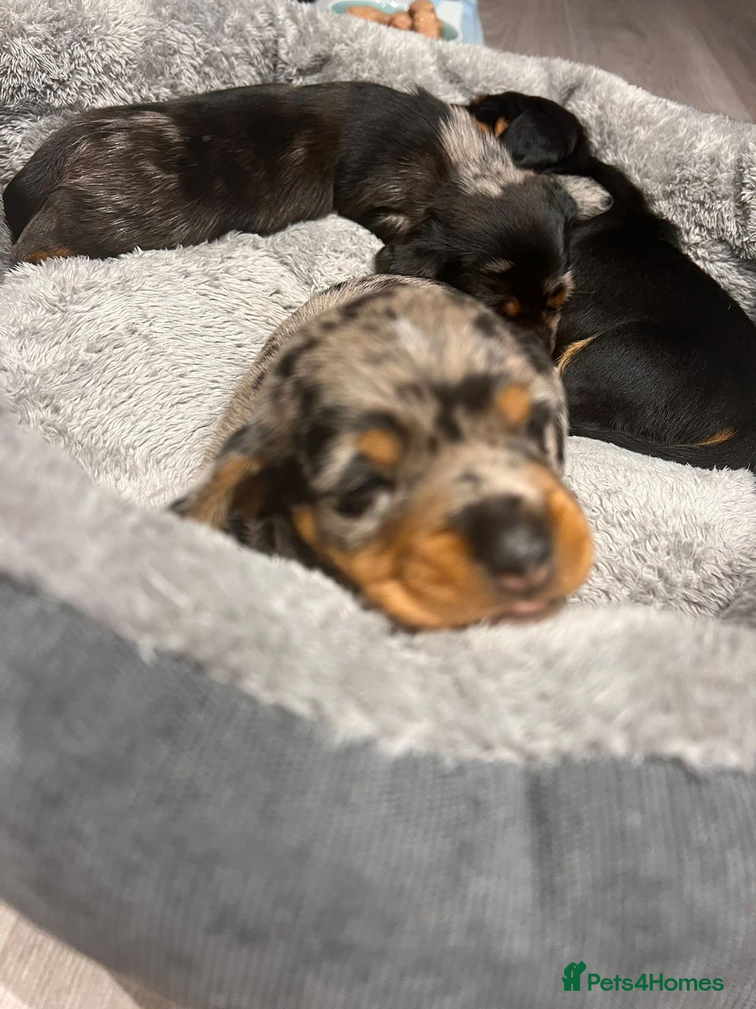 Dachshund dogs for sale: Female Merle and Female Black & Tan Dachshund  - Image 5