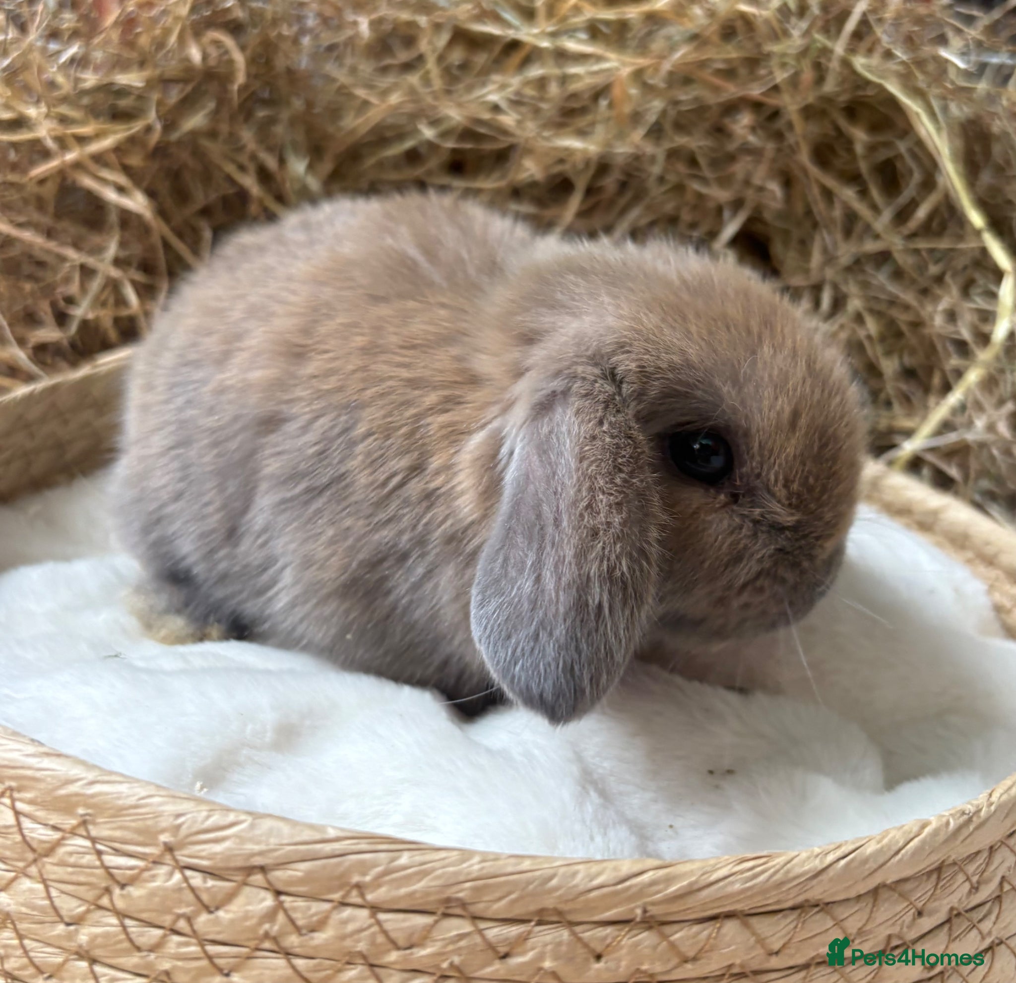 Mini Lop rabbits Mini lop for sale - Advert 6