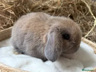 Mini Lop rabbits Mini lop for sale - Advert 6