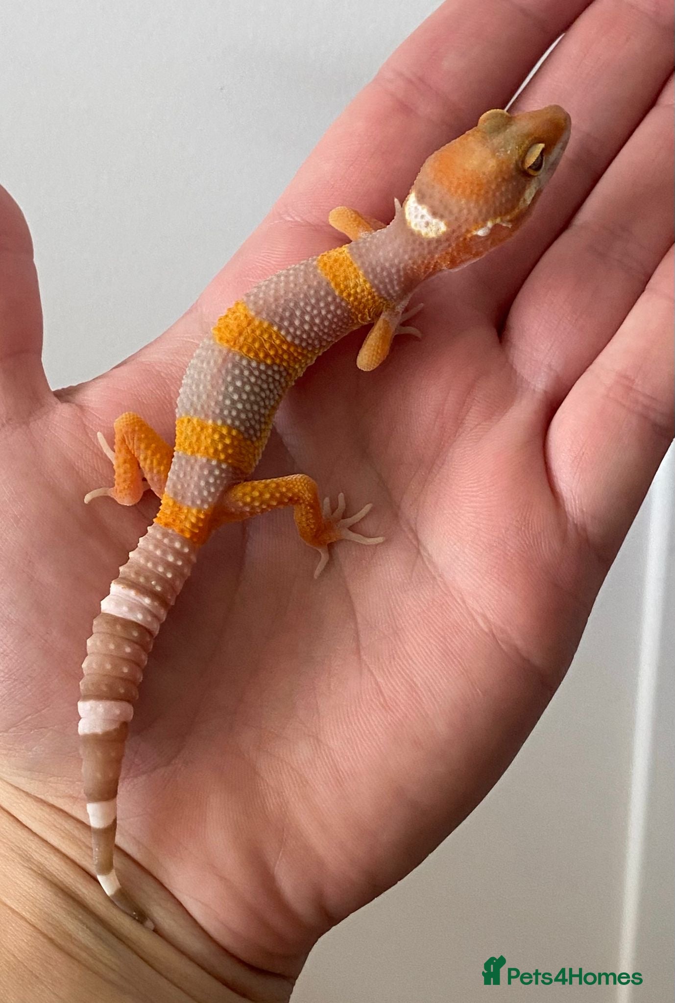 Leopard Gecko reptiles Various leopard gecko babies cb26  - Advert 1