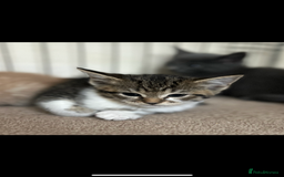Mixed Breed cats for sale: Beautiful kittens  - Image 13