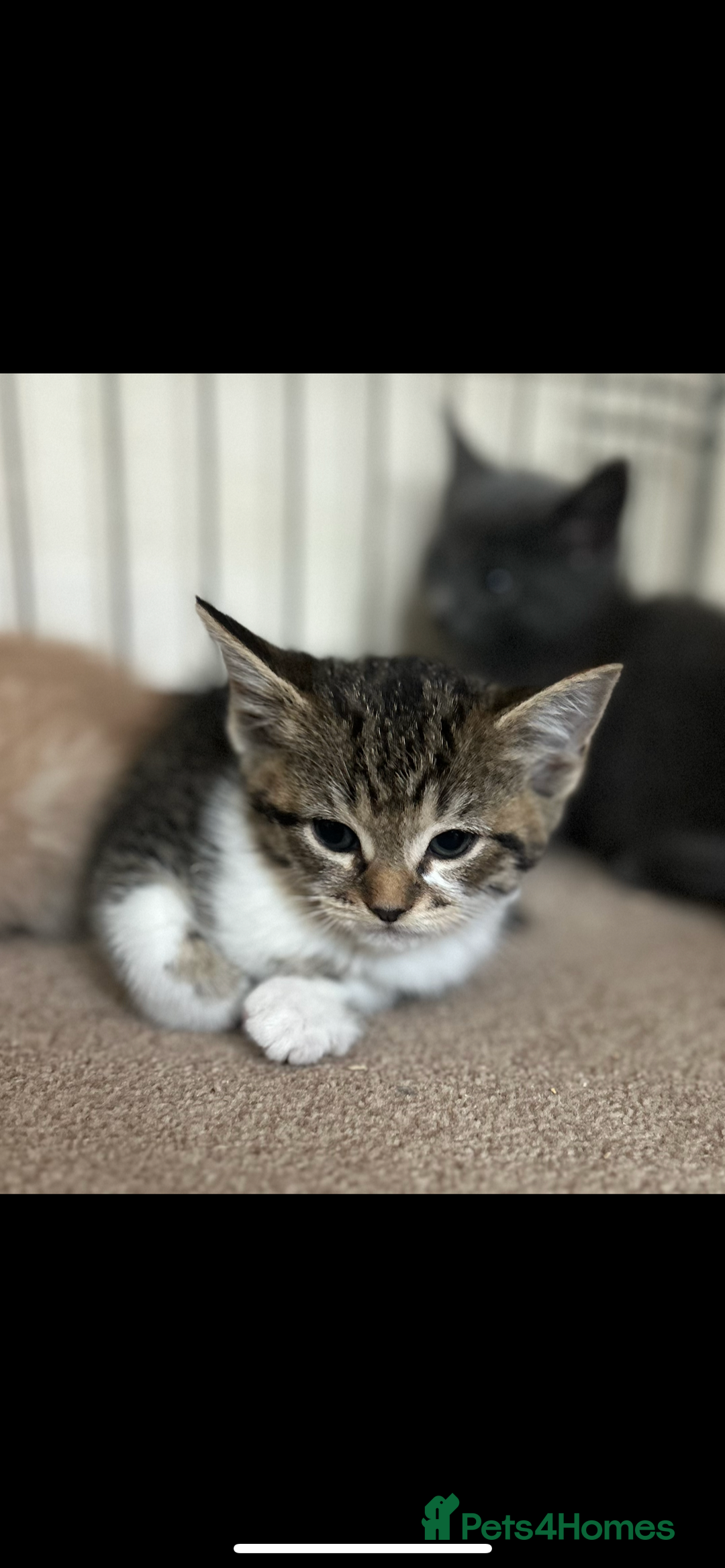 Mixed Breed cats for sale: Beautiful kittens  - Image 13