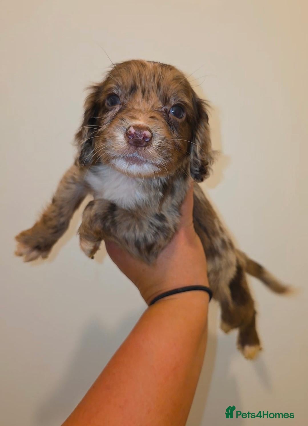 Mixed Breed dogs 🐾 STUNNING MERLE/CHOC COCKER SPANIELS 🐾 4 LEFT - Advert 1