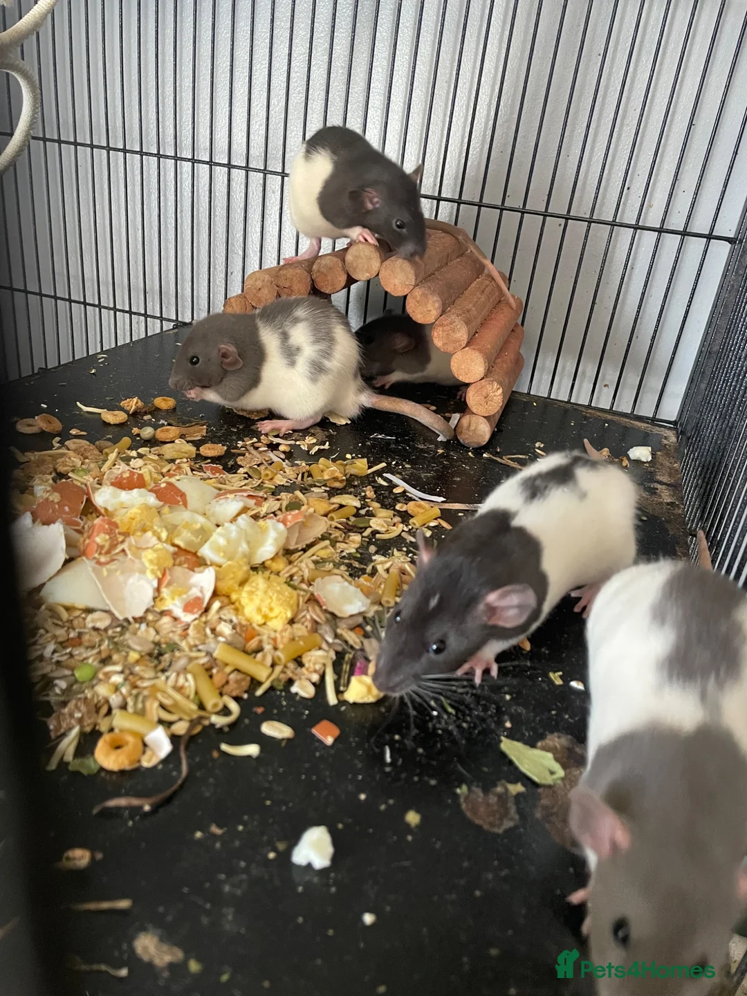 Rat rodents for sale: Rat babies in Swansea - Advert 2
